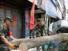 福建森林总队展开保树“大战” 福建森林总队展开保树“大战”
